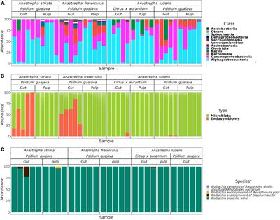 Bitter friends are not always toxic: The loss of acetic acid bacteria and the absence of Komagataeibacter in the gut microbiota of the polyphagous fly Anastrepha ludens could inhibit its development in Psidium guajava in contrast to A. striata and A. fraterculus that flourish in this host